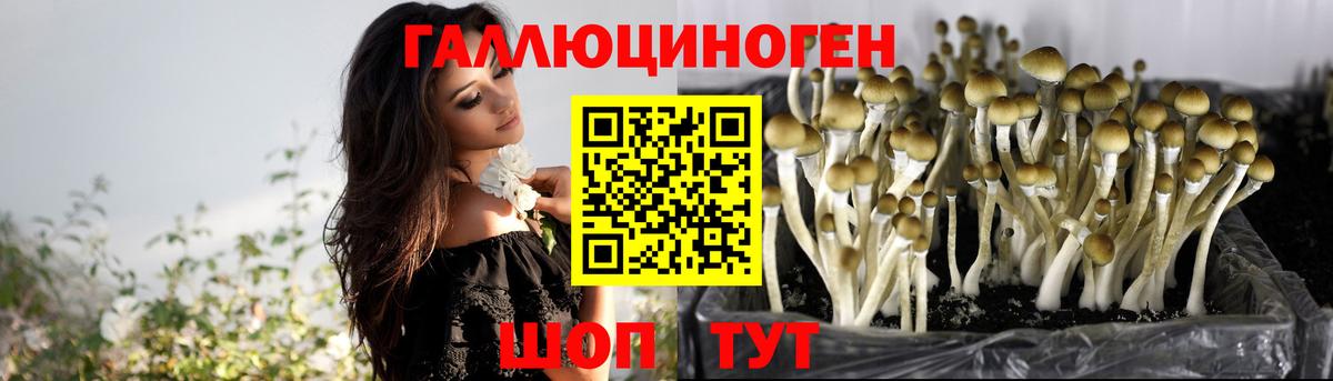 Новозыбков  купить  цена  Вход с VPN  Галлюциногенные грибы Cubensis 